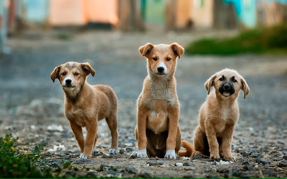 Lubbock community threat: Stray dog epidemic 